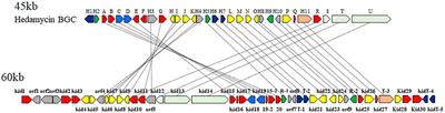 Elucidation of the di-c-glycosylation steps during biosynthesis of the antitumor antibiotic, kidamycin